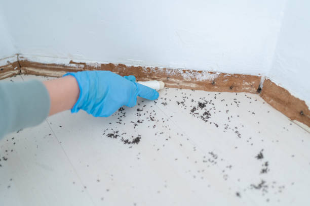 Best Flea Control Services  in East Point, GA